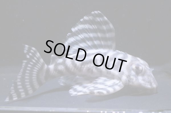 画像3: BLENDブリード・Fin第２系統×第一エースの子・9.6ｃｍＮｏ7 (3)