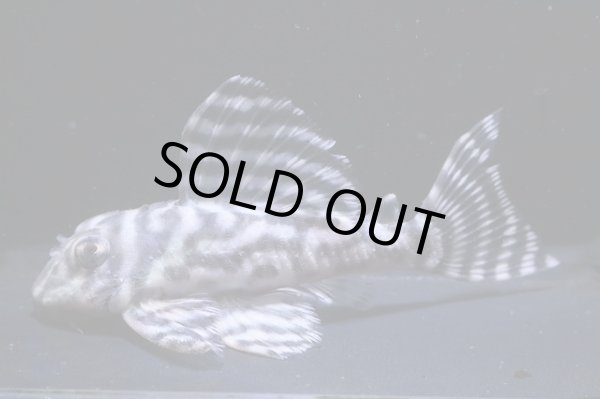 画像2: BLENDブリード・Fin第２系統×第一エースの子・9.6ｃｍＮｏ7 (2)