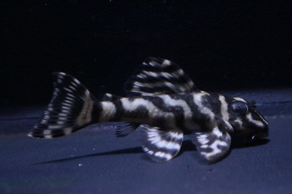 画像2: KAZUブリード・オマケオリノコリアルメガクラウンF3・5.2ｃｍNo3 (2)