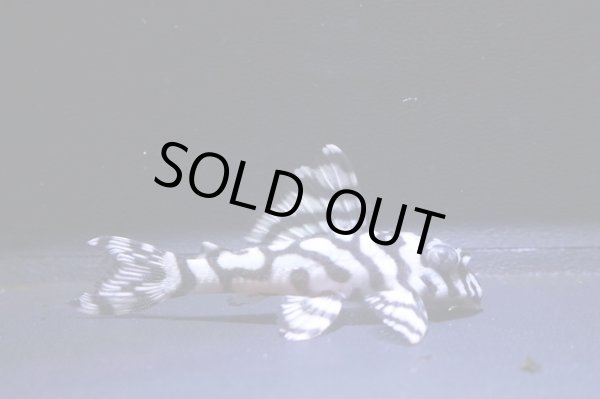 画像2: amaブリード・オマケバージョンIII・III×アクアズ俺１・5.3ｃｍＮｏ4　 (2)