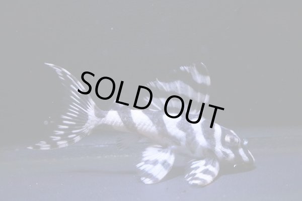 画像2: Yasuブリード・オマケバージョンV×YasuブリードバージョンV・V・6.5ｃｍＮｏ8 (2)