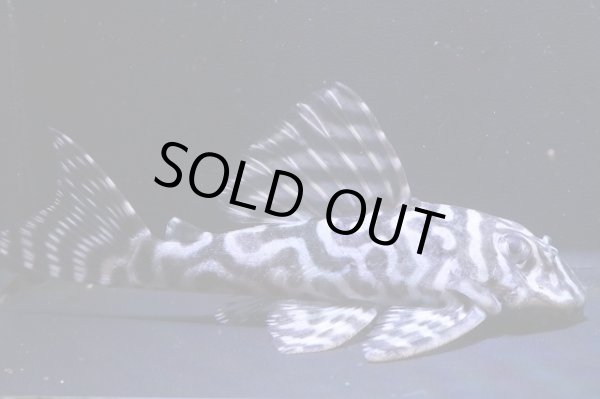 画像4: BLENDブリード・Fin第２系統×第一エースの子・雄11.0ｃｍ雌10.0ｃｍの２匹セット (4)