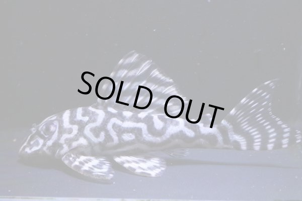 画像3: BLENDブリード・Fin第２系統×第一エースの子・雄11.0ｃｍ雌10.0ｃｍの２匹セット (3)