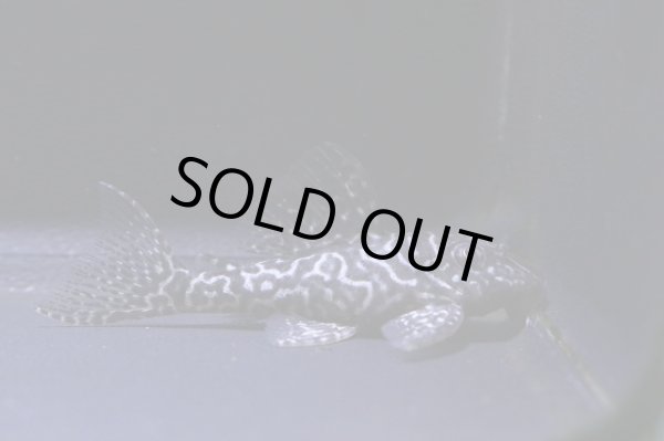 画像2: nagisaブリード・オマケオリノコリアルF3・4.7ｃｍＮｏ9 (2)