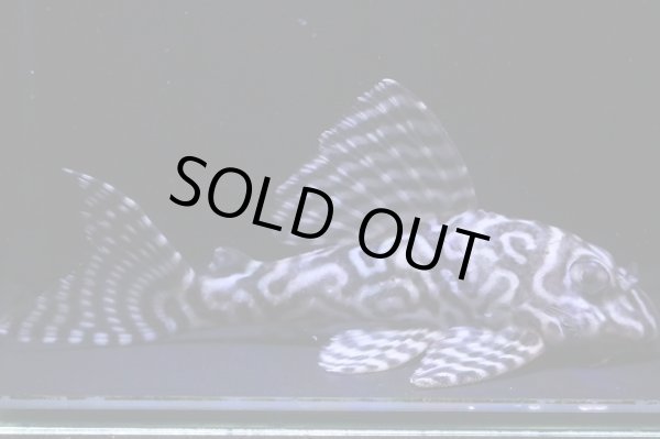 画像2: BLENDブリード・Fin第２系統×第一エースの子・雄11.0ｃｍ雌10.0ｃｍの２匹セット (2)