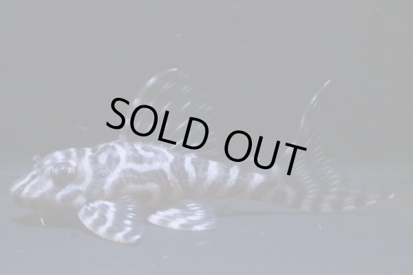 画像2: チラリズムブリード・CBI・6.7ｃｍＮｏ3 (2)