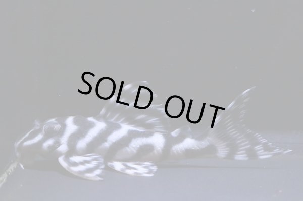 画像2: まっちゃん工房・オマケ俺一VerIII×JUN・JUN7.6ｃｍＮｏ18 (2)