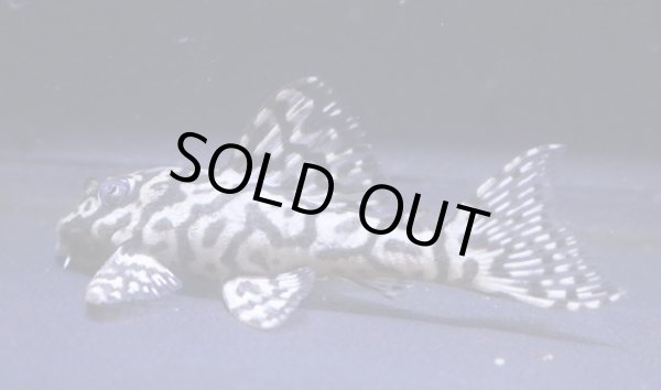 画像6: nagisaブリード・オマケオリノコリアルF3・5.0ｃｍＮｏ5リアルメガクラウン (6)