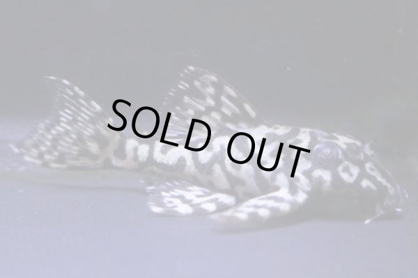 画像2: nagisaブリード・オマケオリノコリアルF3・5.0ｃｍＮｏ5リアルメガクラウン (2)