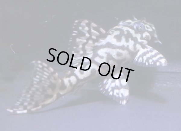 画像5: nagisaブリード・オマケオリノコリアルF3・5.0ｃｍＮｏ5リアルメガクラウン (5)