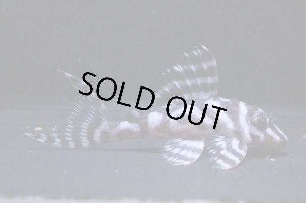 画像2: G3ブリード・雲ブリード×みかるんブリード・6.3ｃｍNo5 (2)