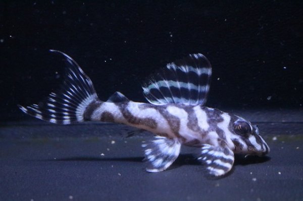 画像2: G3ブリード・雲ブリード×みかるんブリード・6.0ｃｍNo6 (2)