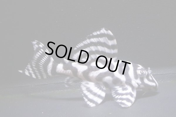 画像2: チラリズムブリード・オマケバージョンI・II×オマケバージョンI・II・6.7ｃｍＮｏ4 (2)