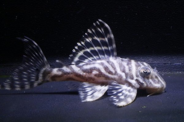 画像2: チラリズムブリード・オマケVer3B・Ver3×WR・Ver3・6.0ｃｍＮｏ１ (2)