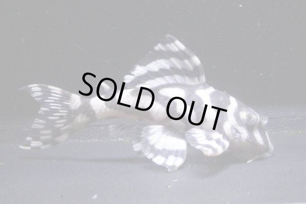 画像2: Yasuブリード・オマケバージョンV×オマケバージョンV・V・6.3ｃｍＮｏ4 (2)