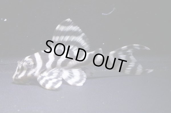 画像2: チラリズムブリード・オマケVerIII×オマケホワイトロイヤル・VerIII・6.0ｃｍＮｏ2 (2)