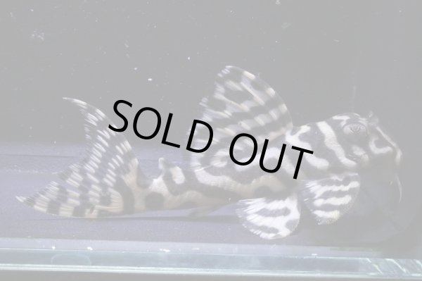 画像2: オマケバージョンV×Yasuブリード・オマケバージョン125・7.5ｃｍＮｏ6 (2)