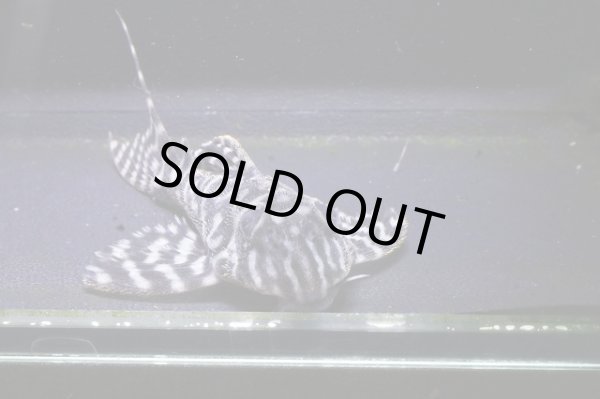 画像3: 和ブリード・タカっちゃん・第一エースの子F1×Fin第一エースの子・6.6ｃｍ・Ｎｏ13初リリース特価 (3)