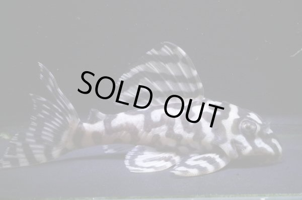 画像2: アクアズ俺一×アクアズ俺一・9.2ｃｍ雌個体 (2)