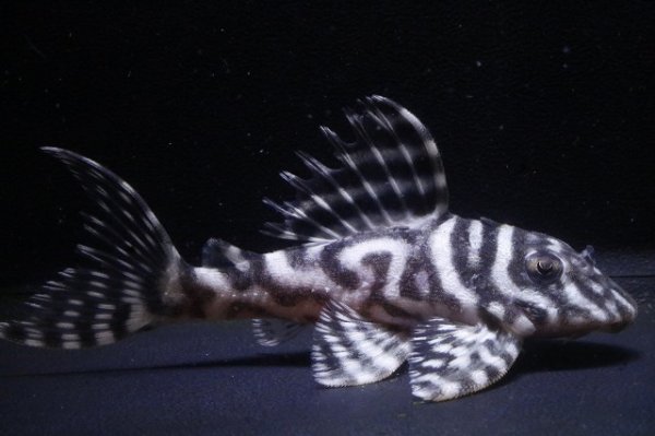 画像2: 工場長ブリード×タカっちゃんブリード・7.2ｃｍＮｏ2 (2)