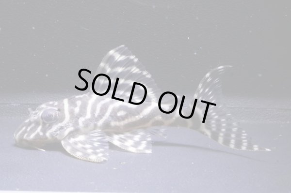 画像2: チラリズムブリード・CBI・6.3ｃｍＮｏ１ (2)