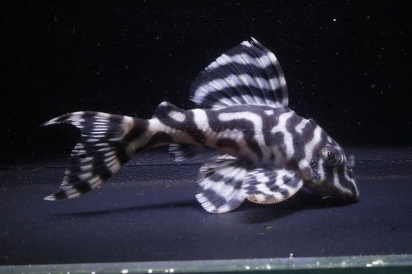 画像2: Yasuブリード・オマケバージョンV×YasuブリードV・V・7.2ｃｍNo21 (2)