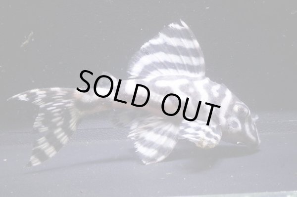 画像2: Yasuブリード・オマケバージョンV×YasuブリードV・V・7.6ｃｍNo26 (2)