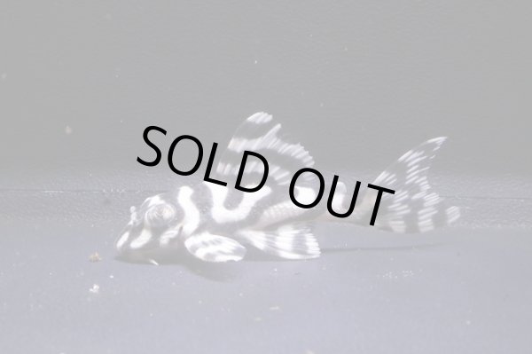 画像2: チラリズムブリード・オマケVeｒII×オマケVerII・スーパーインぺ4.5ｃｍNo17新春特価 (2)