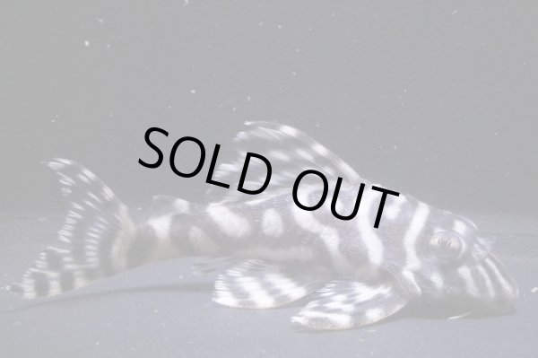 画像2: 第一エースの子リアル・第２系統リアル×オマケVerII・II・7.5cmNo34 (2)