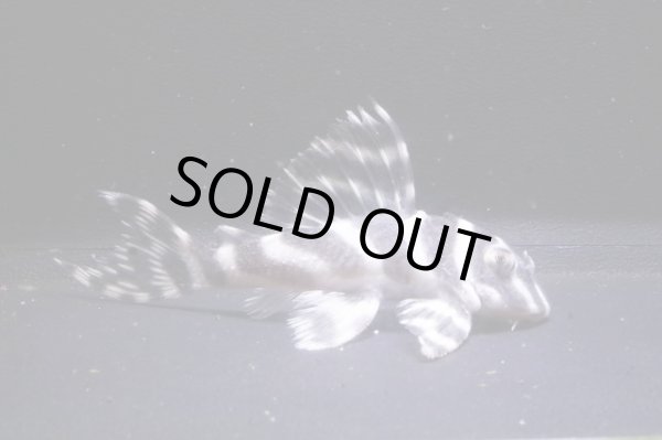 画像2: チラリズムブリード×おとんブリード5.8ｃｍＮｏ3　新春特価 (2)