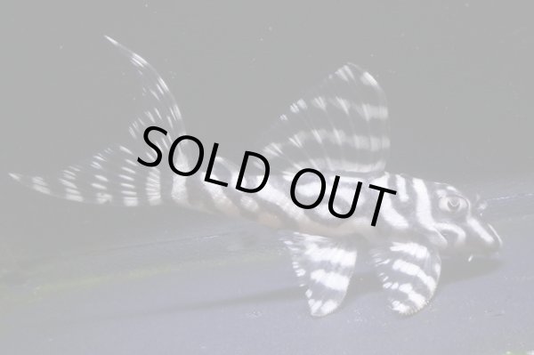 画像2: amaブリード・オマケVer3B×Ver3・F１・6.6ｃｍＮｏ11 (2)