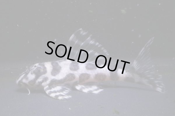 画像2: しおかのブリード・ウィルライン4th５th・L236・6.2ｃｍ2024No3 (2)