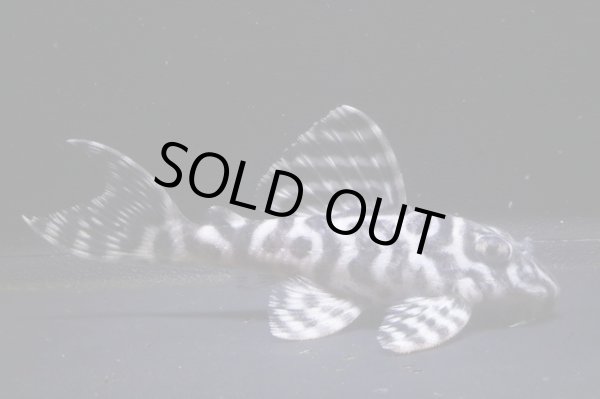 画像2: 大ちゃんブリード・DaiI・6.8ｃｍ2024・No16 (2)