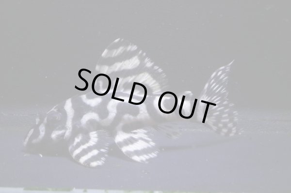 画像2: サンミーブリード・オマケバージョンIsp・V×Ver１・１ｓｐ・6.8ｃｍＮｏ8 (2)