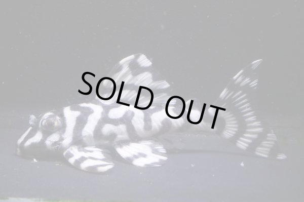 画像6: N&Nブリード・N２リアルメガクラウンゼブラペア・雄9.8ｃｍ雌7.8ｃｍ (6)