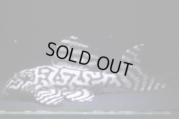 画像4: N&Nブリード・N２リアルメガクラウンゼブラペア・雄9.8ｃｍ雌7.8ｃｍ (4)