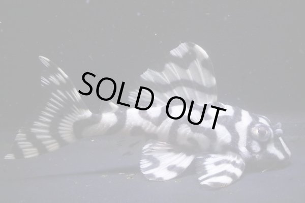 画像7: N&Nブリード・N２リアルメガクラウンゼブラペア・雄9.8ｃｍ雌7.8ｃｍ (7)