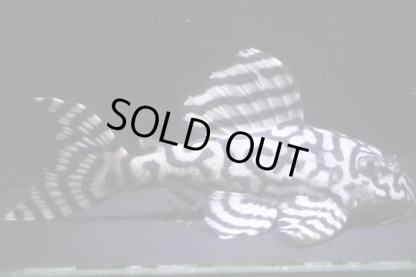 画像2: N&Nブリード・N２リアルメガクラウンゼブラペア・雄9.8ｃｍ雌7.8ｃｍ (2)