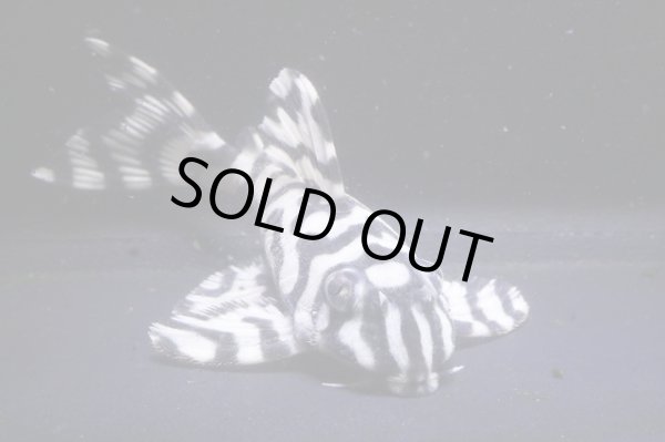 画像9: N&Nブリード・N２リアルメガクラウンゼブラペア・雄9.8ｃｍ雌7.8ｃｍ (9)