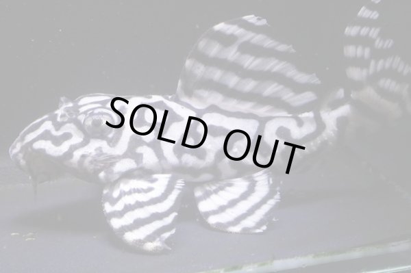 画像5: N&Nブリード・N２リアルメガクラウンゼブラペア・雄9.8ｃｍ雌7.8ｃｍ (5)