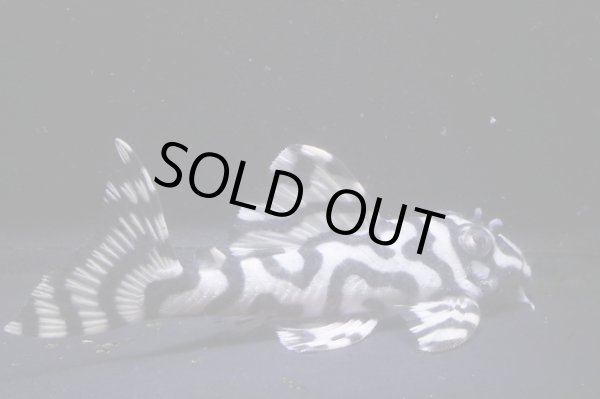 画像8: N&Nブリード・N２リアルメガクラウンゼブラペア・雄9.8ｃｍ雌7.8ｃｍ (8)