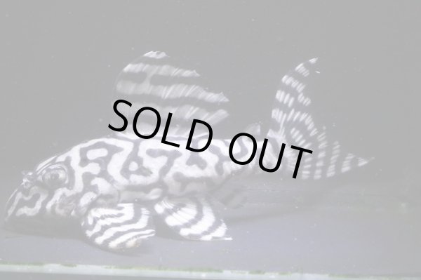 画像3: N&Nブリード・N２リアルメガクラウンゼブラペア・雄9.8ｃｍ雌7.8ｃｍ (3)