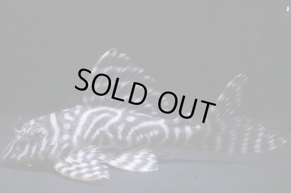 画像2: WARPブリード・第一エースの子×ワイルドL333ホワイトロイヤル・7.7ｃｍＮｏ4 (2)