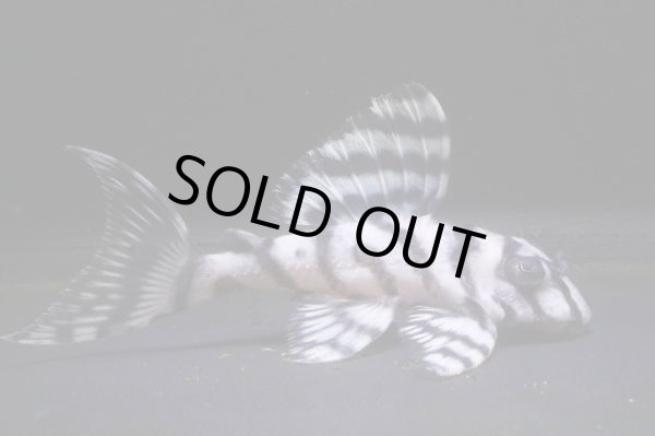 画像2: G3ブリード・雲ブリード×みかるんブリード・6.2ｃｍNo11リアルメガクラウンゼブラ (2)