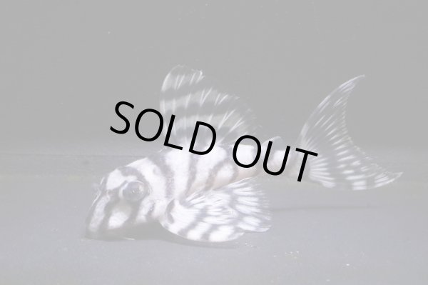 画像4: G3ブリード・雲ブリード×みかるんブリード・6.2ｃｍNo11リアルメガクラウンゼブラ (4)