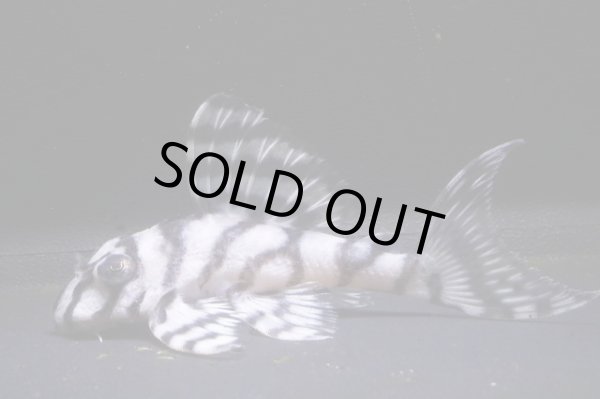 画像5: G3ブリード・雲ブリード×みかるんブリード・6.2ｃｍNo11リアルメガクラウンゼブラ (5)