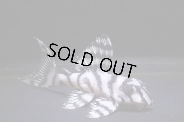 画像3: G3ブリード・雲ブリード×みかるんブリード・6.2ｃｍNo11リアルメガクラウンゼブラ (3)