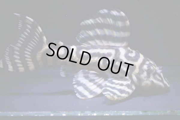 画像2: 飼い込み個体・オマケバージョンI・F１・9.2ｃｍ雄個体・２月の特別価格 (2)