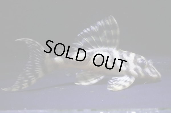 画像2: 鳴り砂ブリード・第一エースの子・第２系統×バージョンII・II・7.2ｃｍ2025Ｎｏ4 (2)