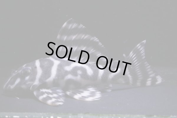 画像2: 鳴り砂ブリード・オマケバージョンV×オマケバージョンV・8.0ｃｍ雌個体 (2)